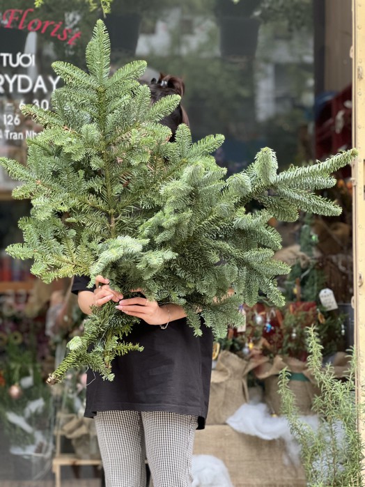 Cành thông tươi nhập khẩu cắm trang trí Noel