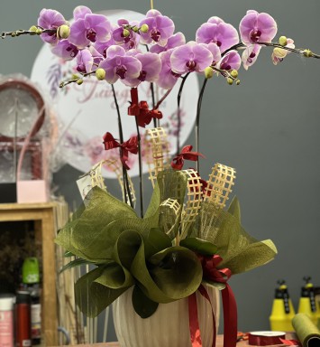HOA LAN HỒ ĐIỆP CHẬU