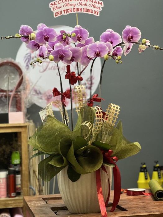HOA LAN HỒ ĐIỆP CHẬU