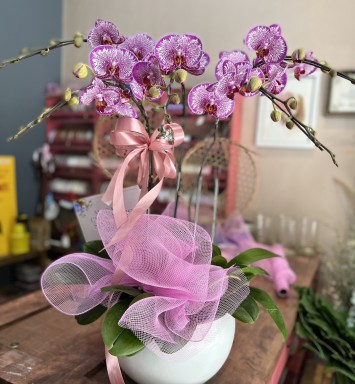HOA LAN HỒ ĐIỆP CHẬU