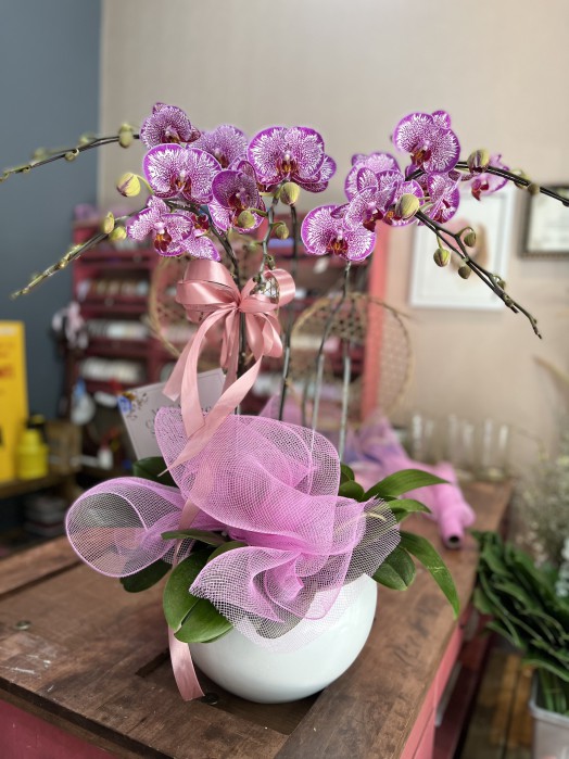 HOA LAN HỒ ĐIỆP CHẬU