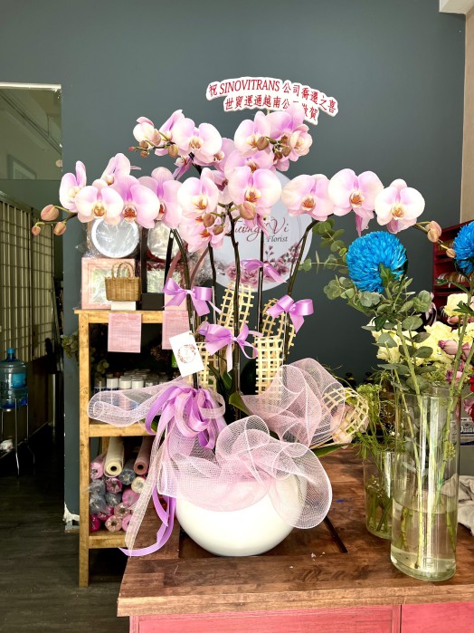 HOA LAN HỒ ĐIỆP CHẬU