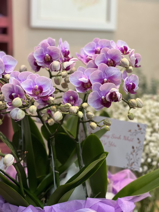 HOA LAN HỒ ĐIỆP CHẬU
