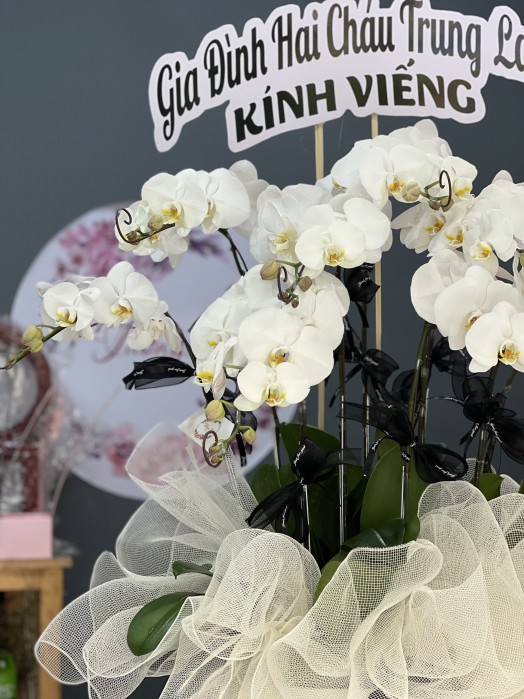 HOA LAN HỒ ĐIỆP CHẬU
