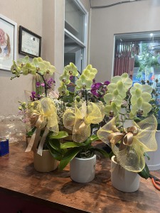 HOA LAN HỒ ĐIỆP CHẬU