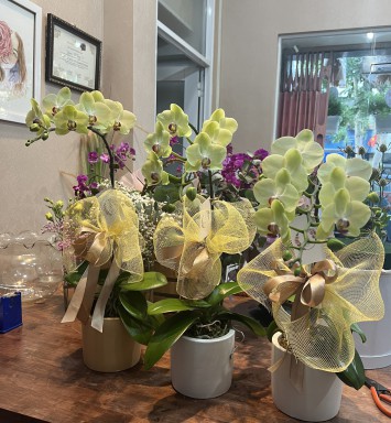 HOA LAN HỒ ĐIỆP CHẬU