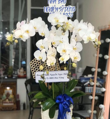 HOA LAN HỒ ĐIỆP CHẬU
