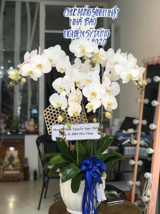 HOA LAN HỒ ĐIỆP CHẬU