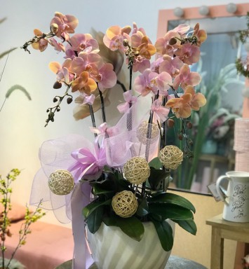 HOA LAN HỒ ĐIỆP CHẬU