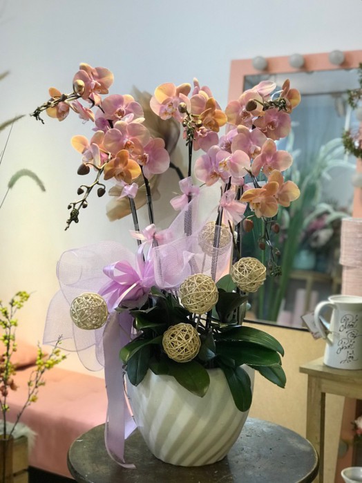 HOA LAN HỒ ĐIỆP CHẬU