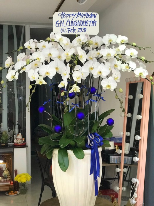 HOA LAN HỒ ĐIỆP CHẬU