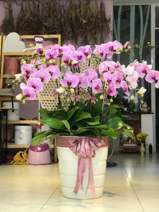 HOA LAN HỒ ĐIỆP CHẬU