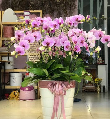 HOA LAN HỒ ĐIỆP CHẬU